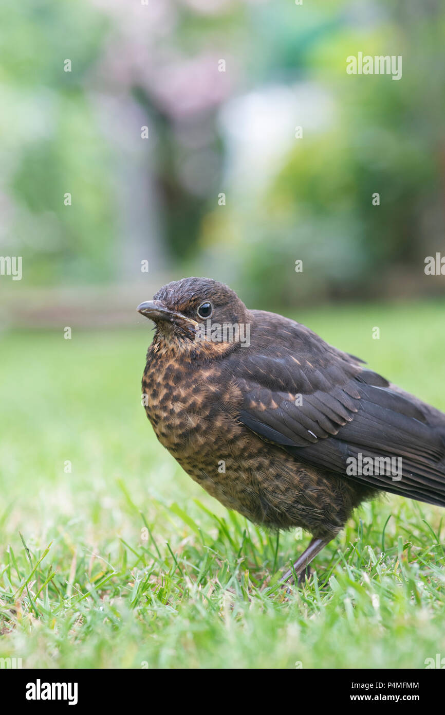 Juvenile Blackbird on a garden lawn. UK Stock Photo