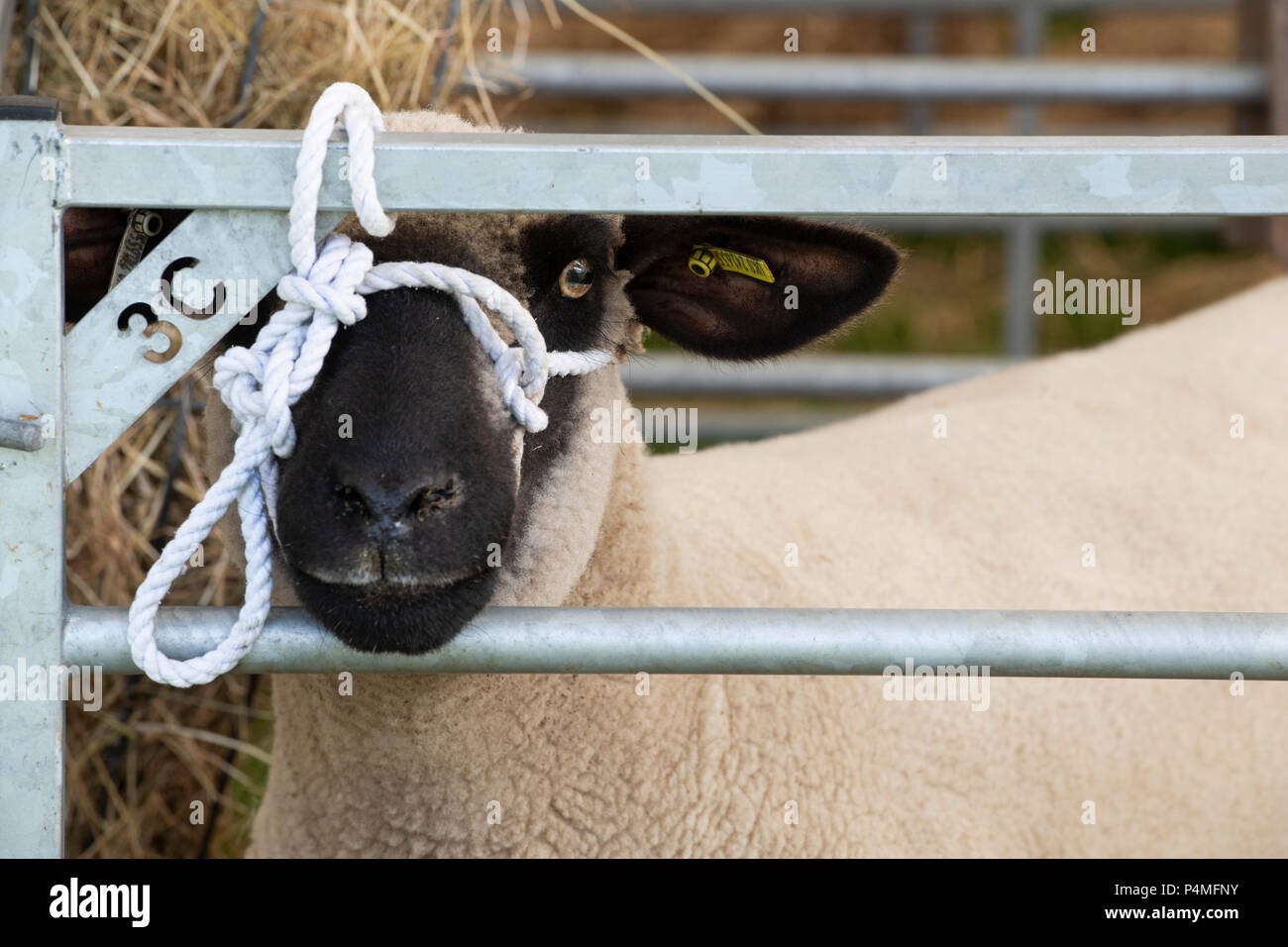 Ovis aries. Hampshire down sheep on show at an Agricultural show.  UK Stock Photo