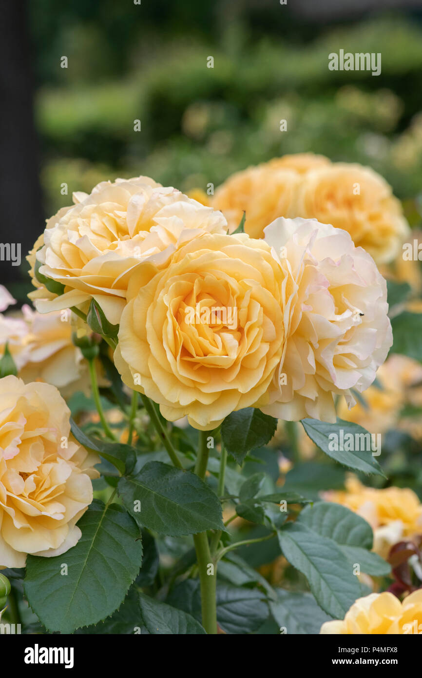 Fabulous Roses Rosa Absolutely Fabulous / Wekvossutono. Floribunda rose 'Absolutely ...