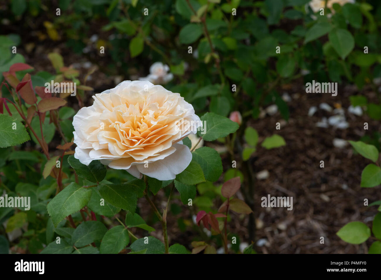 Rosa English Garden / Ausbuff.  Old English Shrub Rose Stock Photo