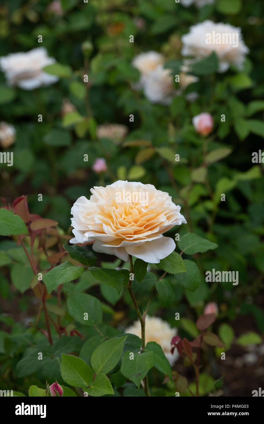 Rosa English Garden / Ausbuff.  Old English Shrub Rose Stock Photo