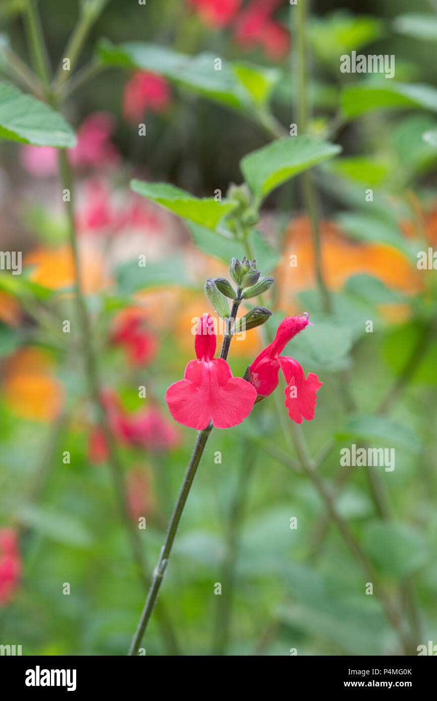 Salvia microphylla ‘Orange door’ flowers. Blackcurrant Sage. UK Stock
