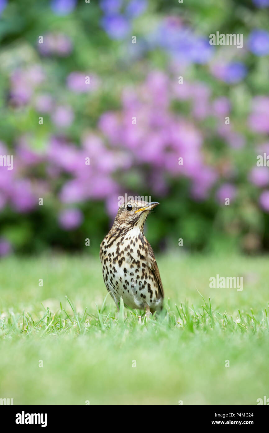 Song thrush uk summer hi-res stock photography and images - Alamy