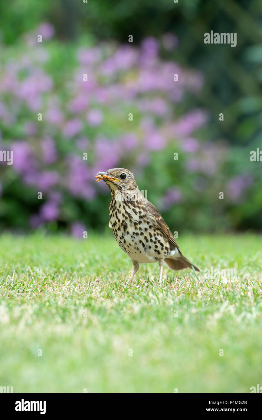 Mealworms background hires stock photography and images Alamy