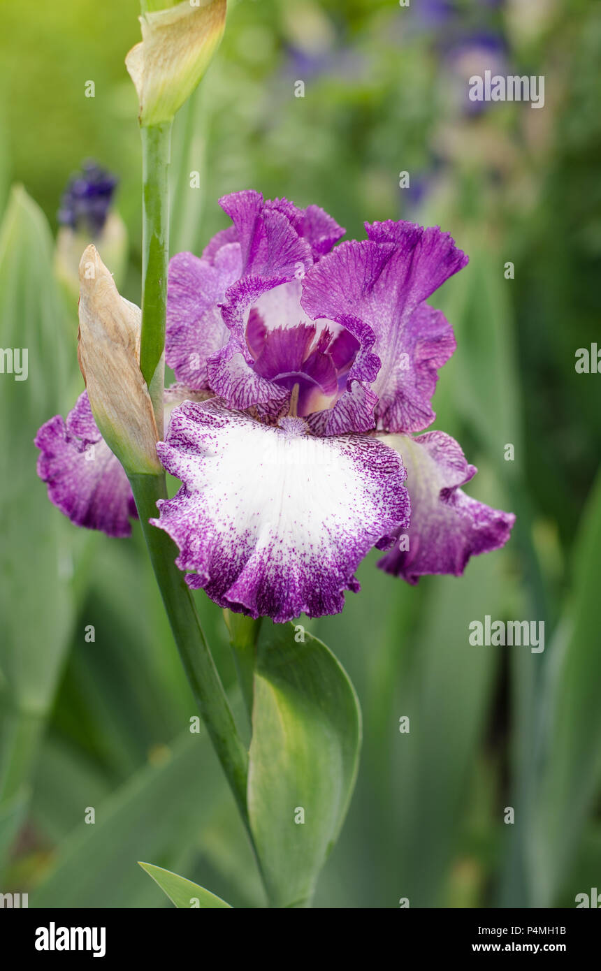 Beautiful violet Fleur Delis flower, Iris blooming in the garden Stock