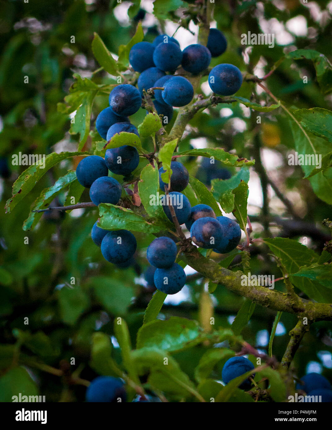 Sloe berry berries gin hires stock photography and images Alamy