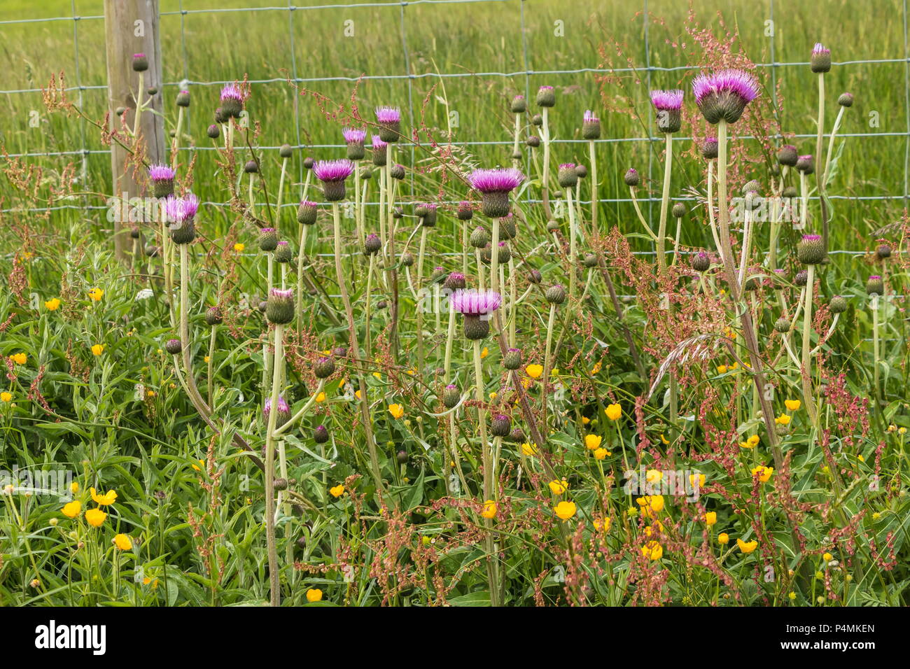Melancholy thistles hires stock photography and images Alamy