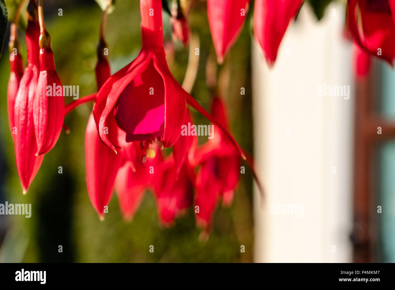 Red Hanging Flowers High Resolution Stock Photography and Images Alamy