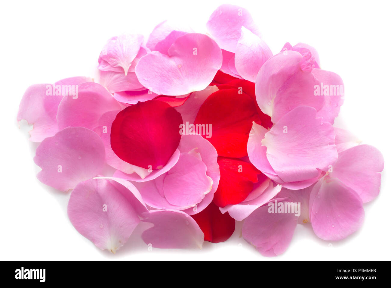 Rose petals isolated on white background Stock Photo - Alamy