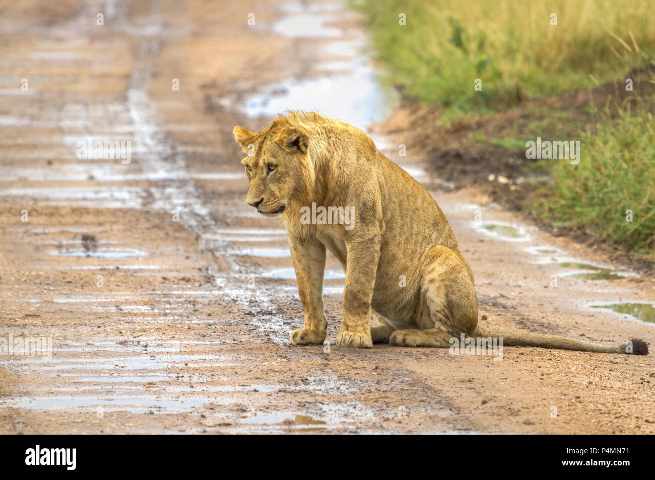Young male lion (Panthera leo)sitting on the road after a rain storm in the Serengeti. Stock Photo