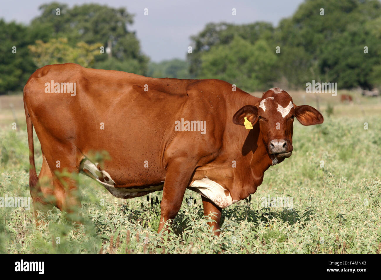 Cow mastitis hi-res stock photography and images - Alamy