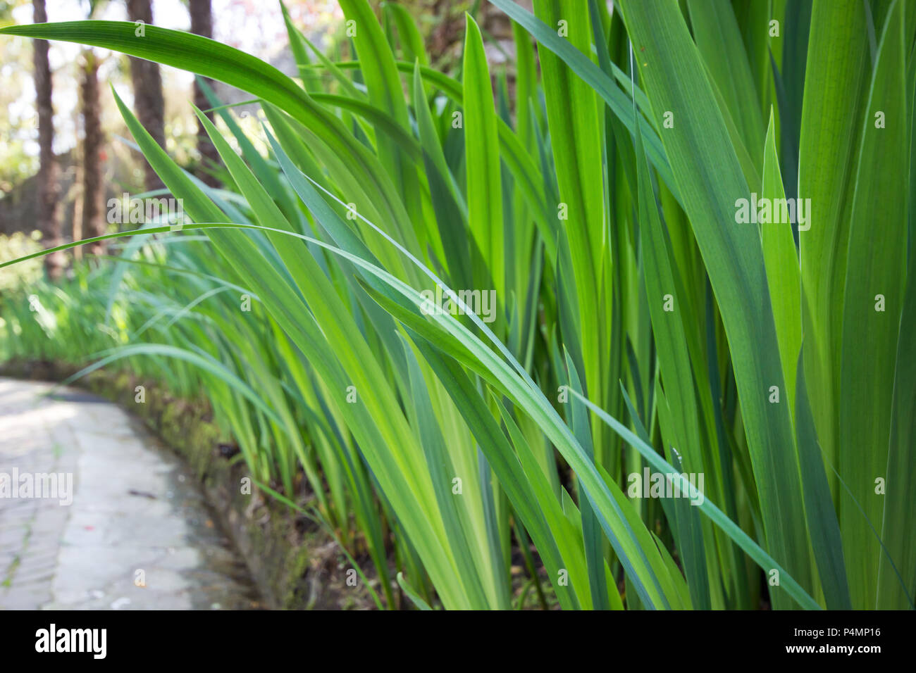 Long blades of green grass, green plant in bright day natural spring