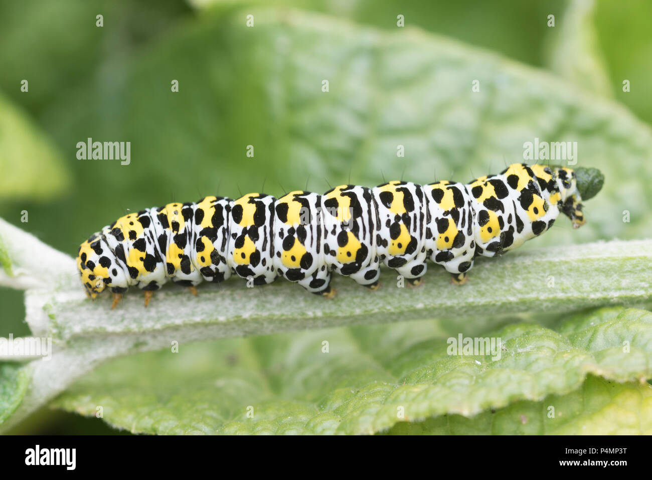 Mullein moth (Cucullia verbasci) caterpillar Stock Photo