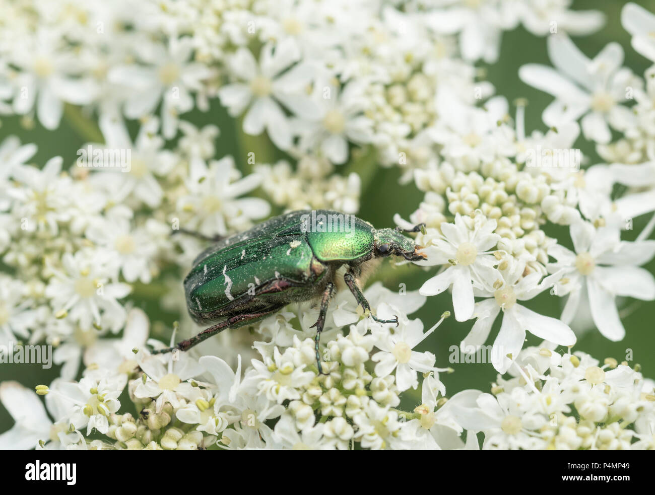 Rose-Chafer (Cetonia aurata) beetle Stock Photo