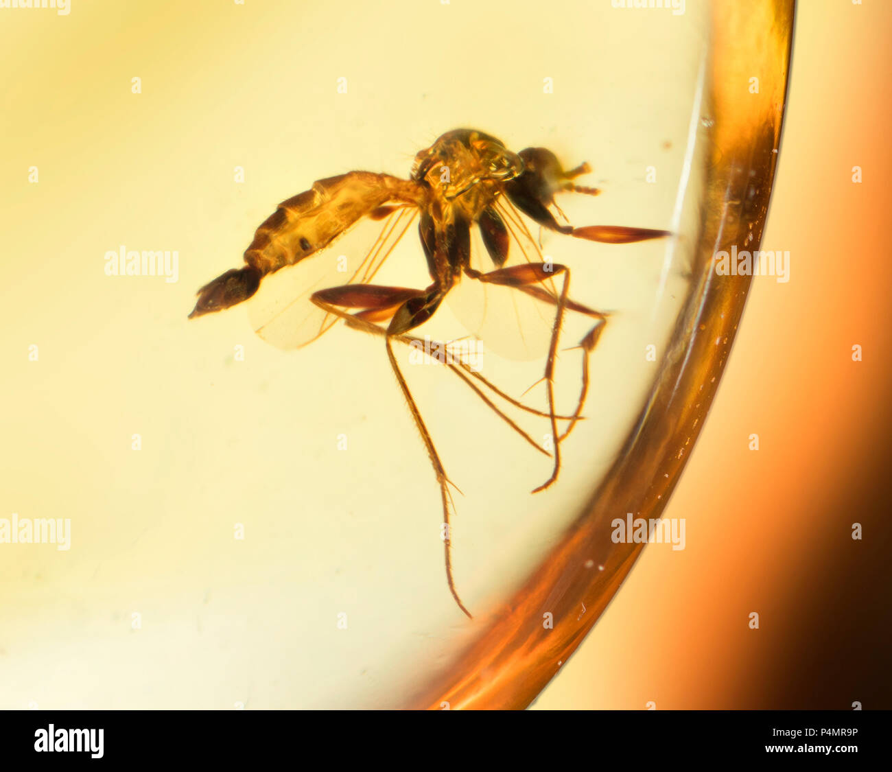 Trapped fly insects in Burmese amber Stock Photo