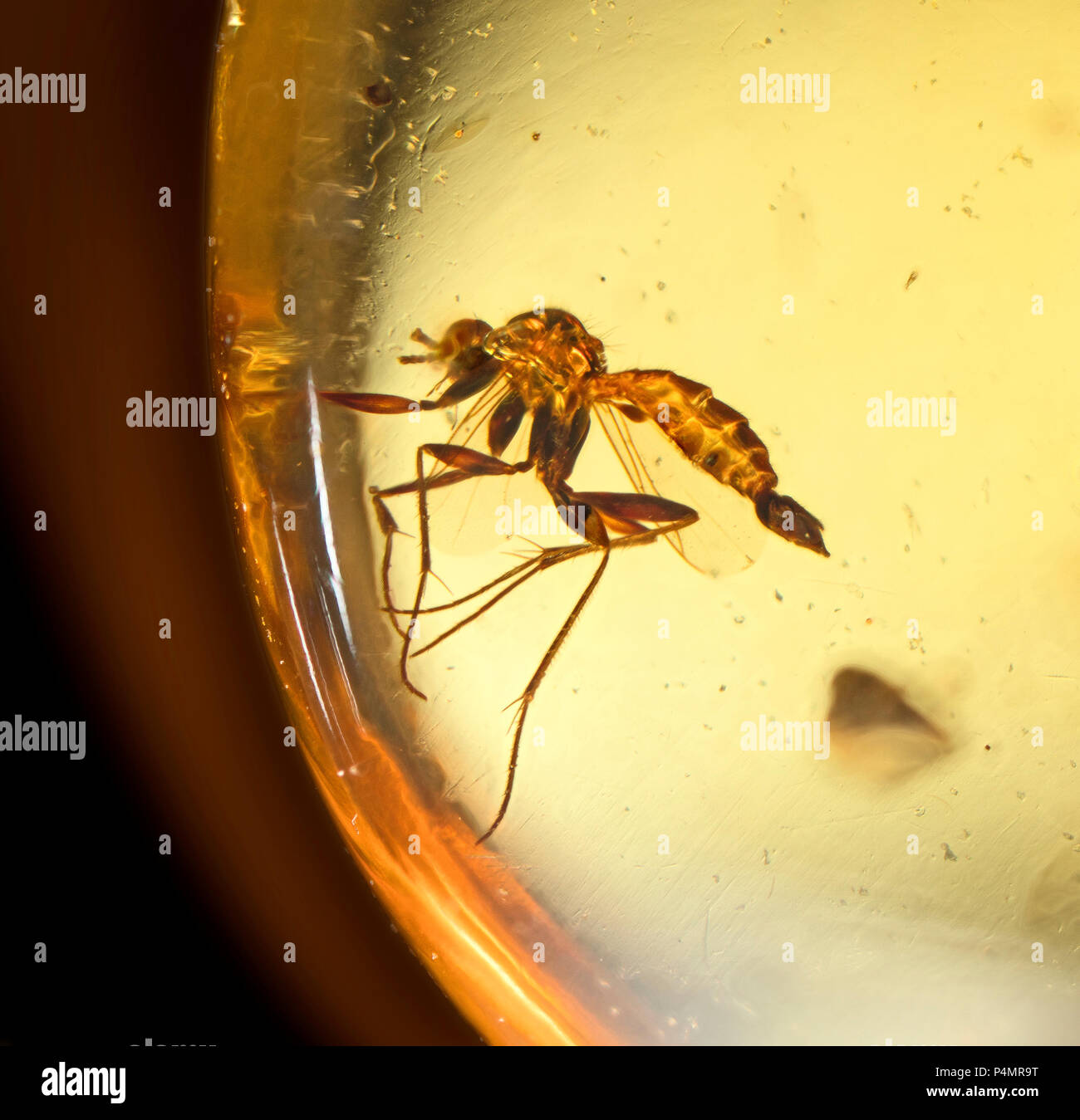 Trapped fly insects in Burmese amber Stock Photo