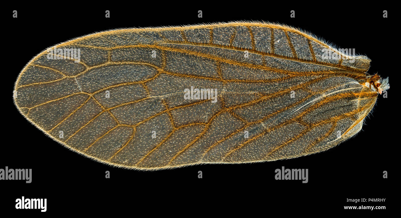 Alderfly Megaloptera sialis lutaria, darkfield photomicrograph of the front and rear wing types Stock Photo