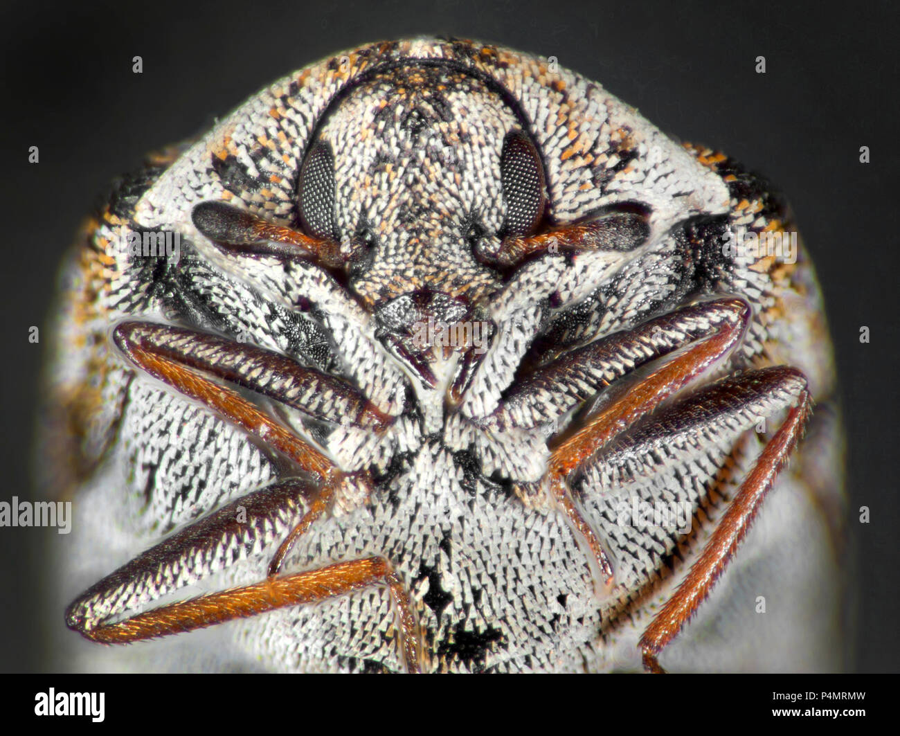 Varied carpet beetle (Anthrenus verbasci) macro portrait Stock Photo