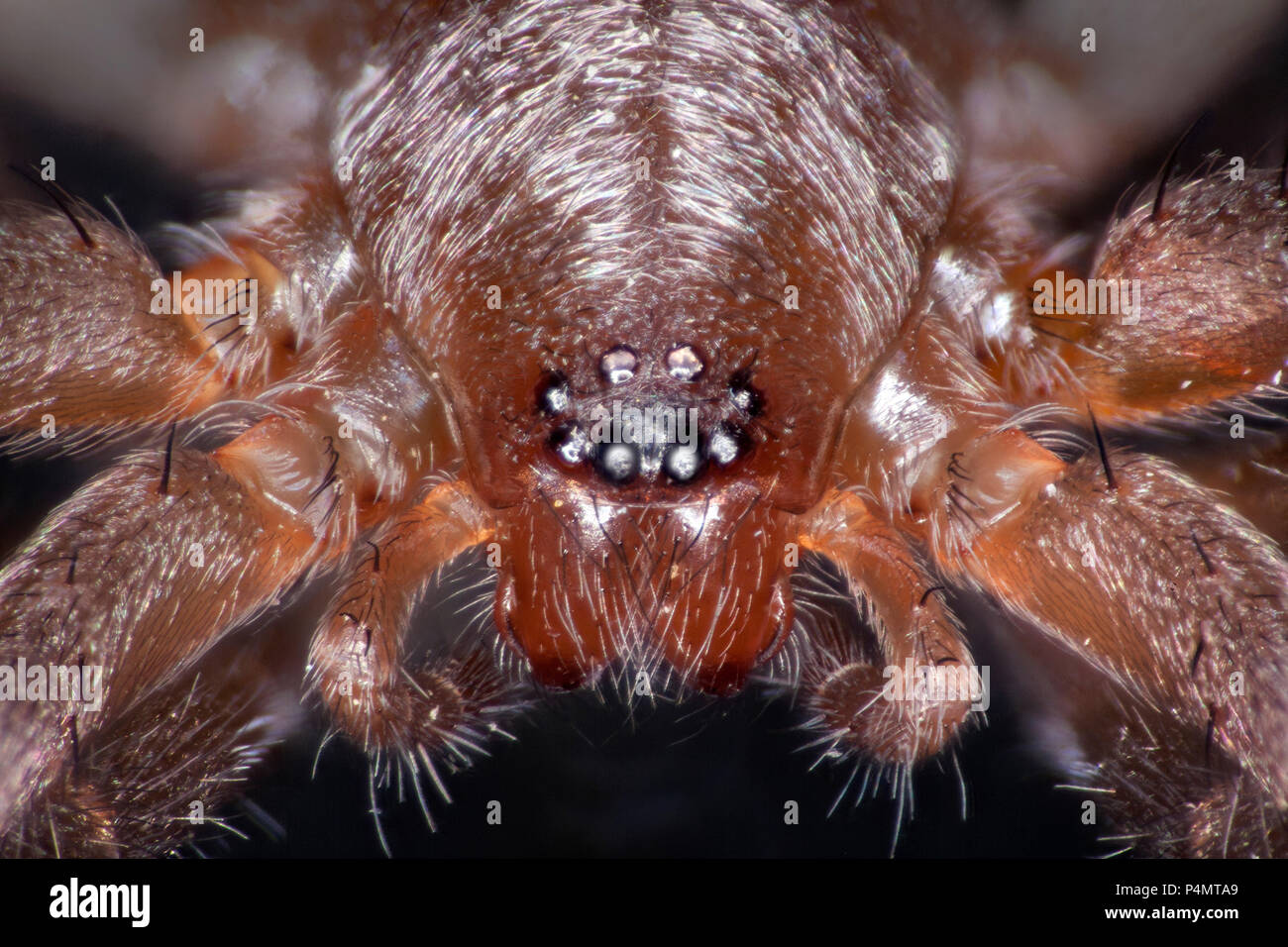 Spider, Drassodes sp.close-up showing prominent eyes Stock Photo