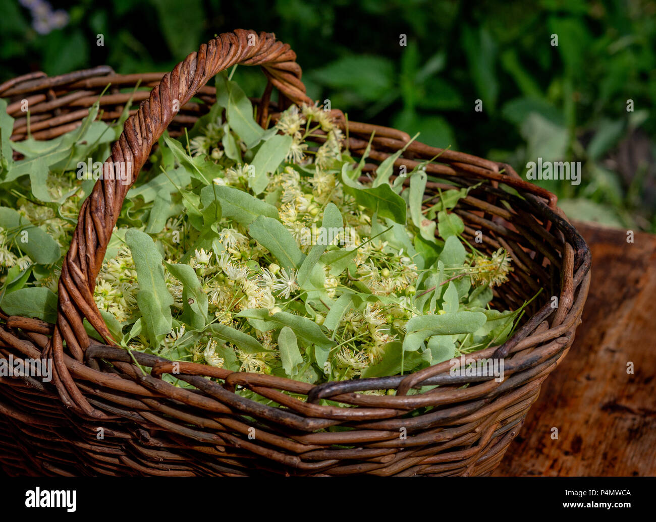 Fresh Tilia flowers in a basket in garden. Close up of Linden flowers in a basket. Stock Photo