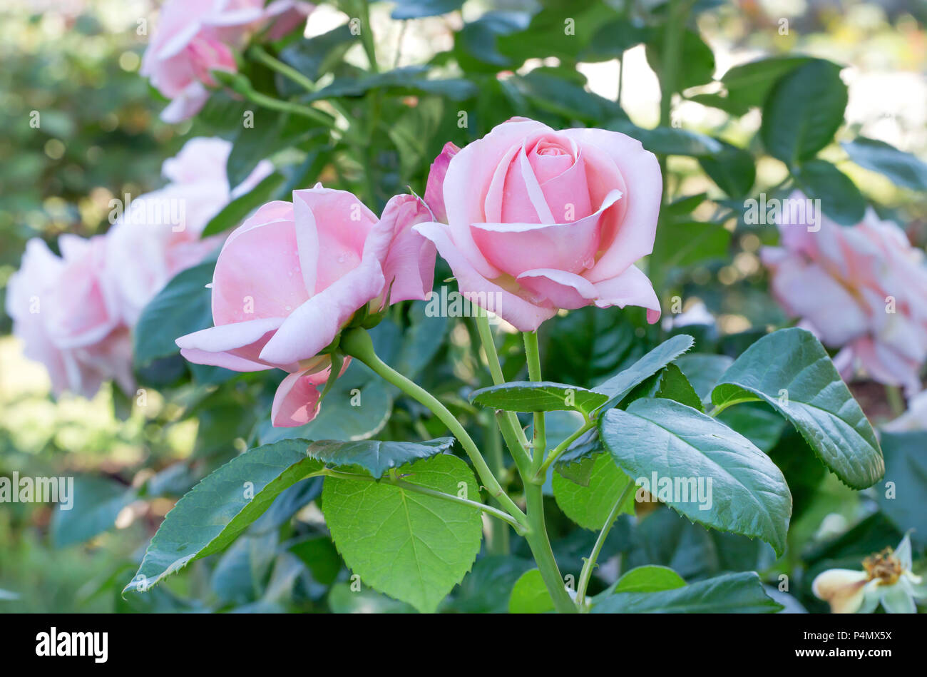 Colorful, beautiful, delicate rose in the garden, roses flower blooming in  spring natural background Stock Photo - Alamy