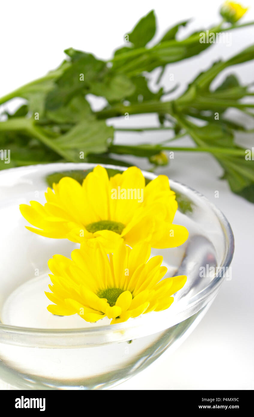 yellow flowers close up floating in water Stock Photo - Alamy
