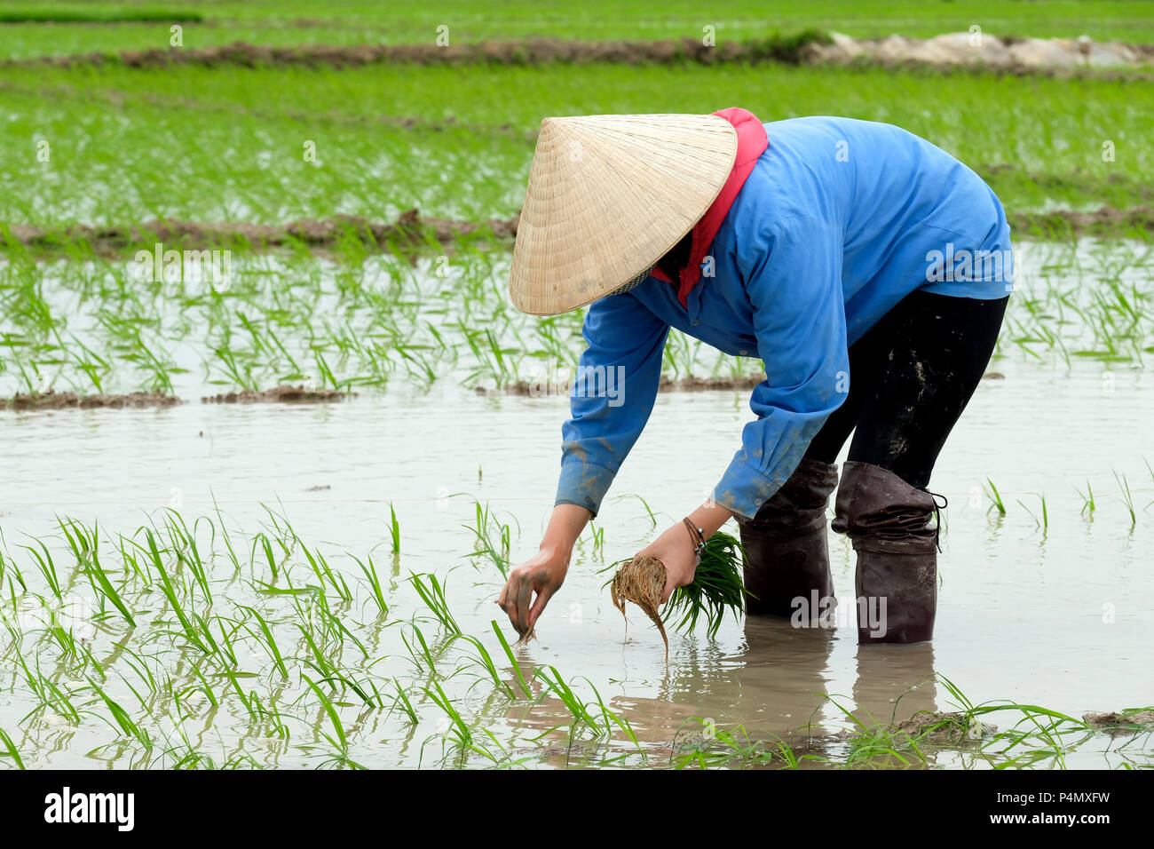 Woman planting rice in a paddy in Nam Dinh province, Vietnam Stock Photo