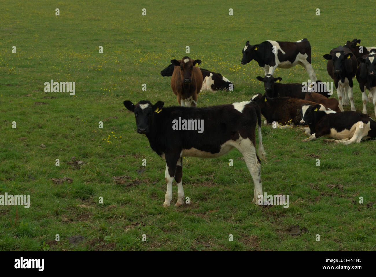 HolsteinFriesian yearling cattle Stock Photo Alamy