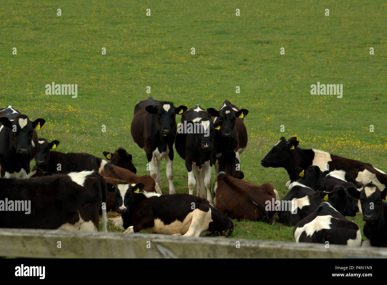 HolsteinFriesian yearling cattle Stock Photo Alamy