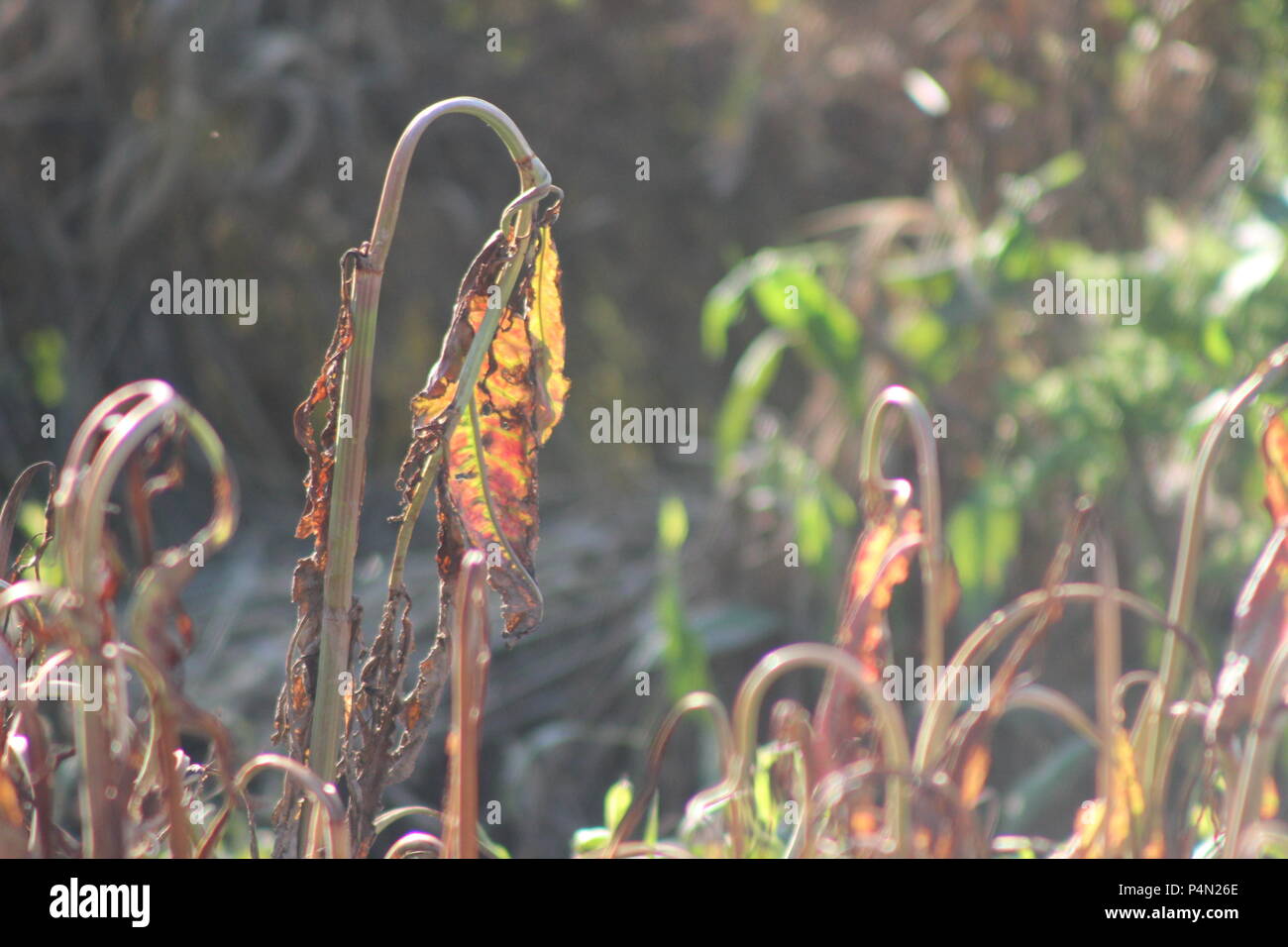 A patch of plants wilt in the sunlight Stock Photo Alamy