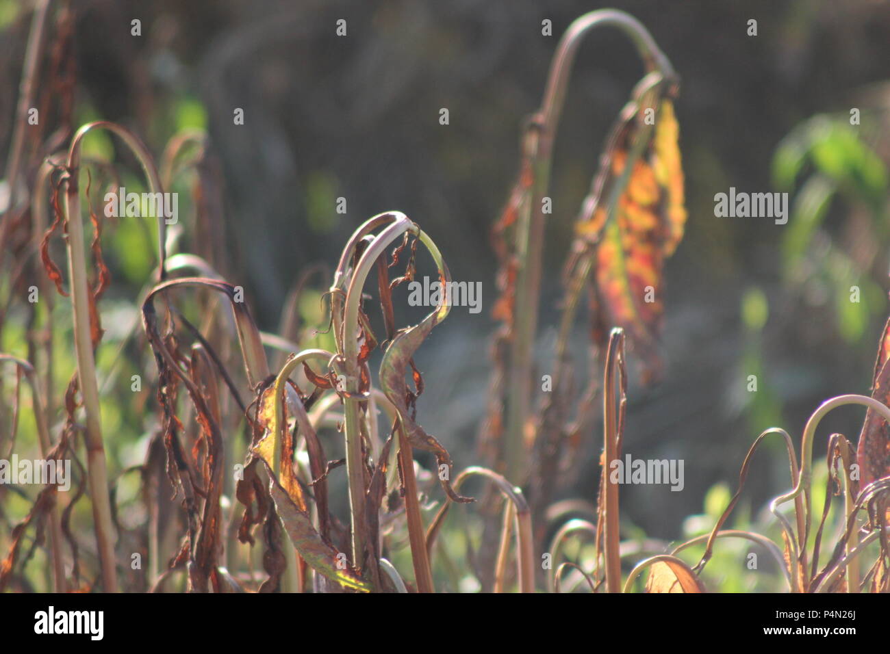 A patch of plants wilt in the sunlight Stock Photo Alamy
