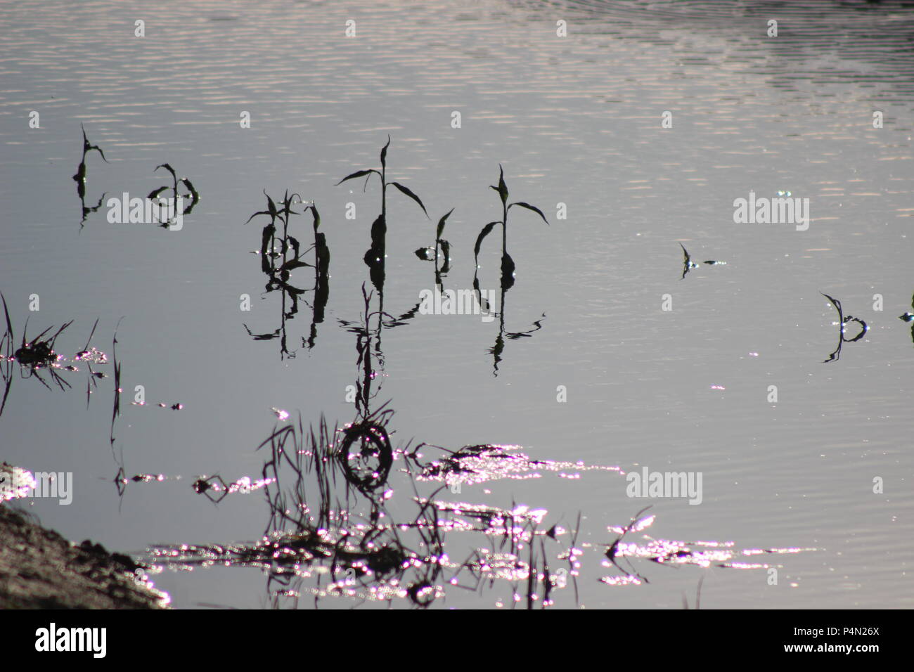Plants grow up amidst the muddy water Stock Photo Alamy