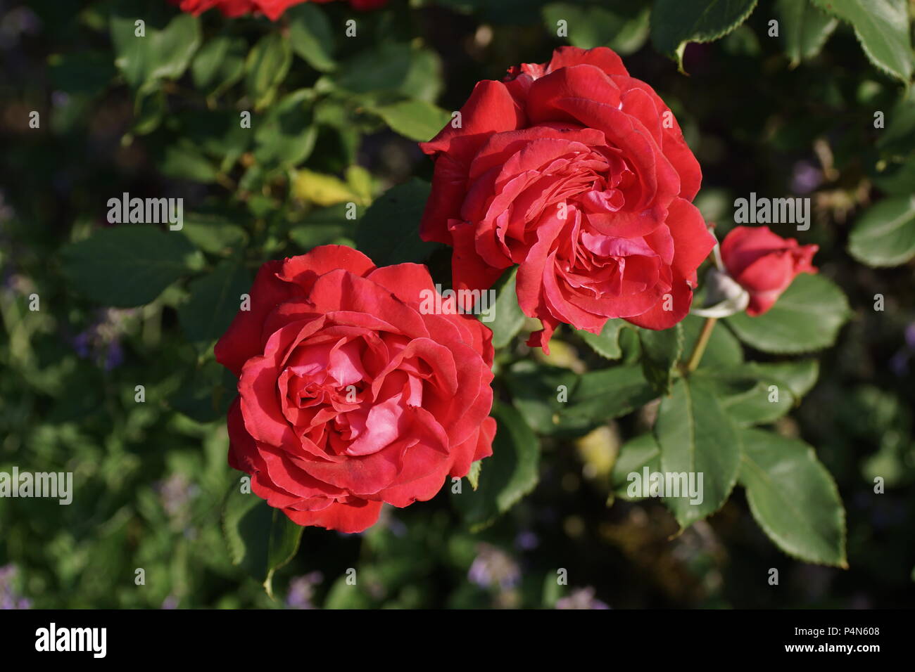 Rosa 'Alec's Red' Stock Photo