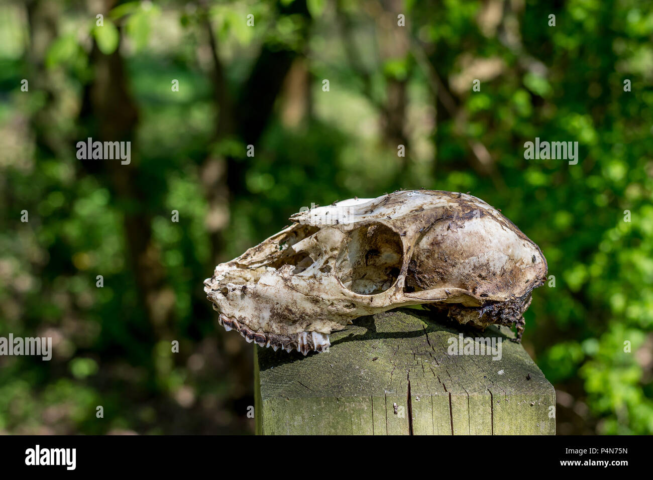 Deer skull (minus lower jawbone) balanced on fence post. Small flies on the skull. Stock Photo