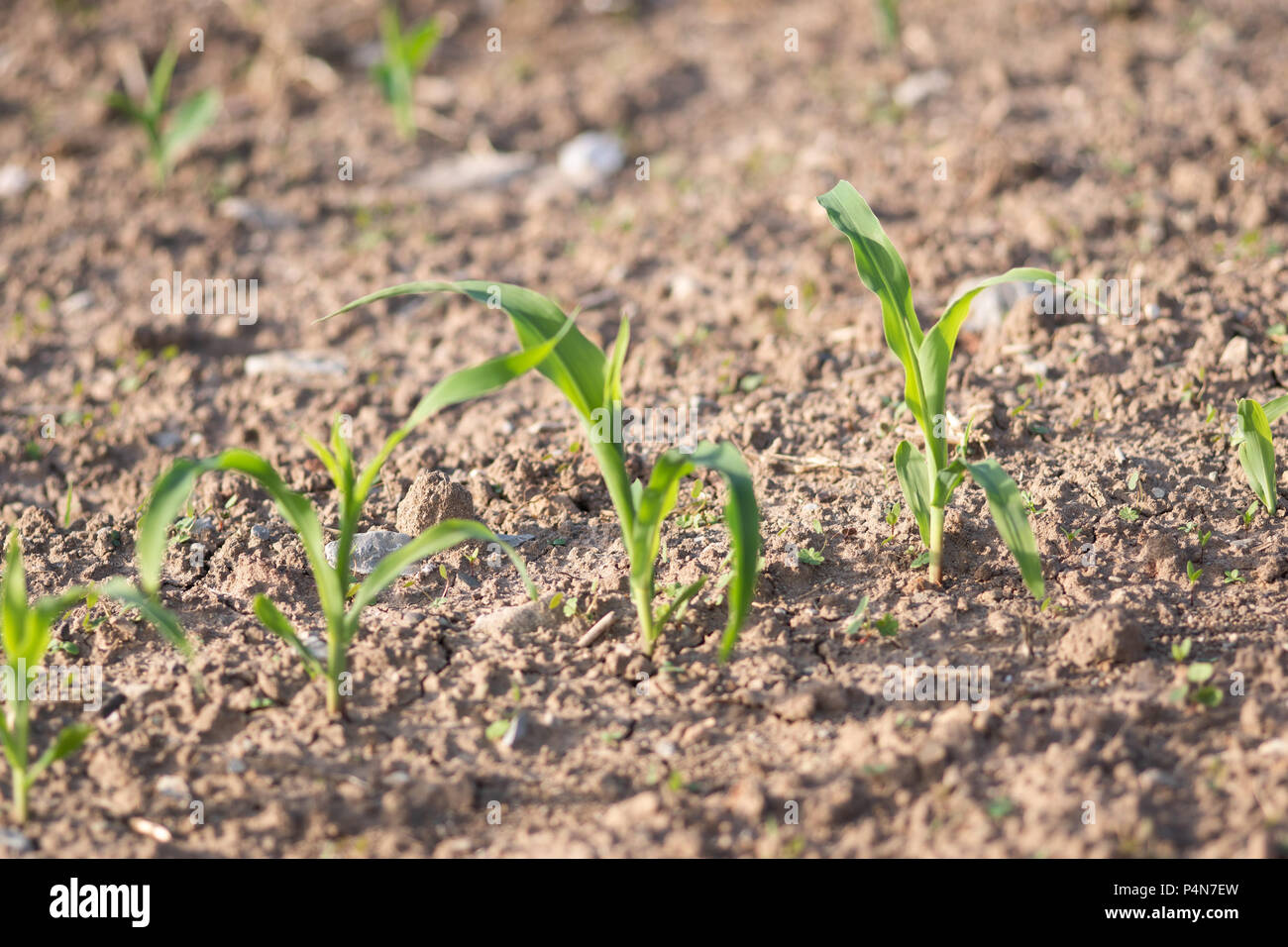 Young corn hi-res stock photography and images - Alamy