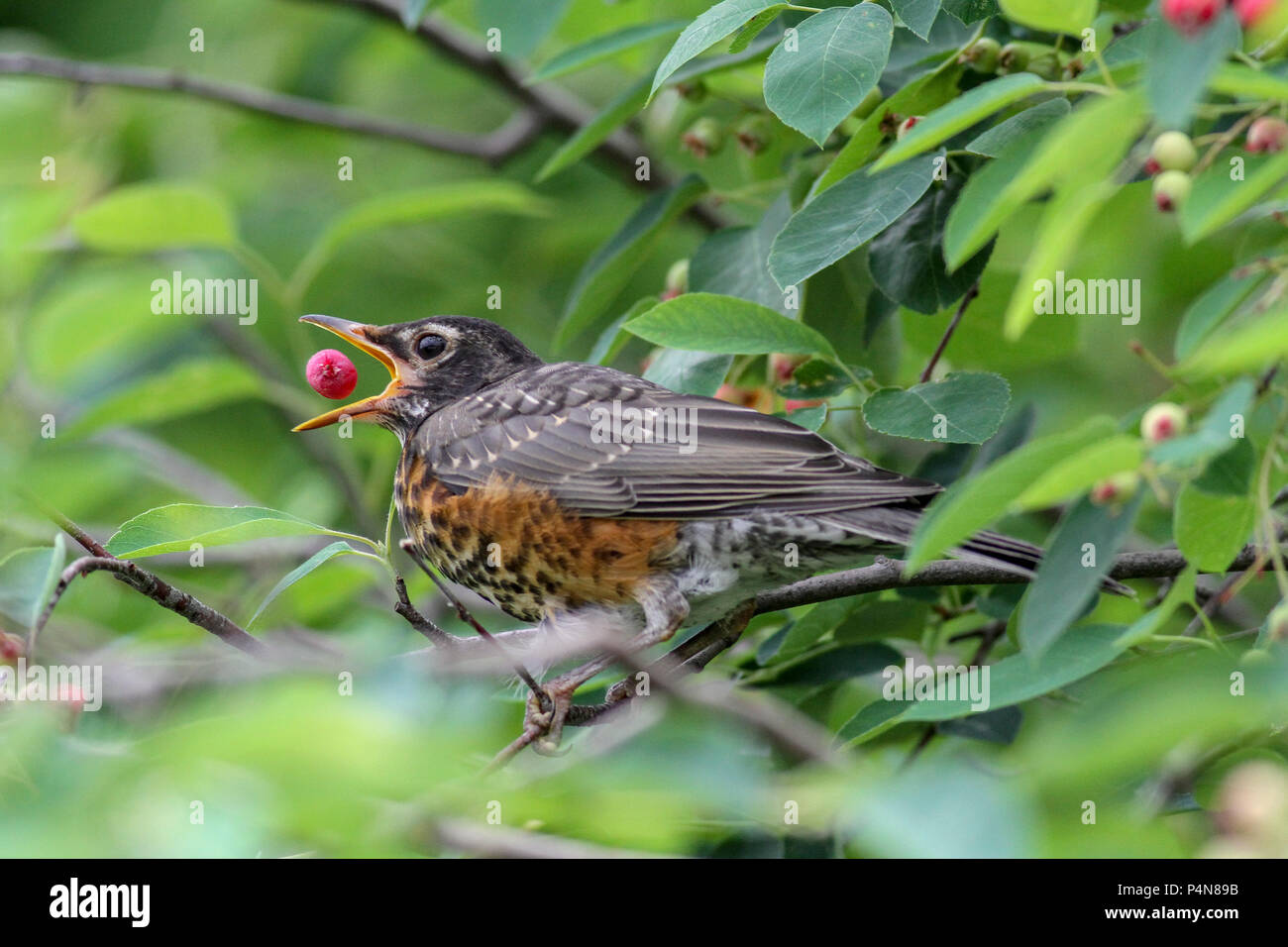 Immature American robin eating serviceberry Stock Photo