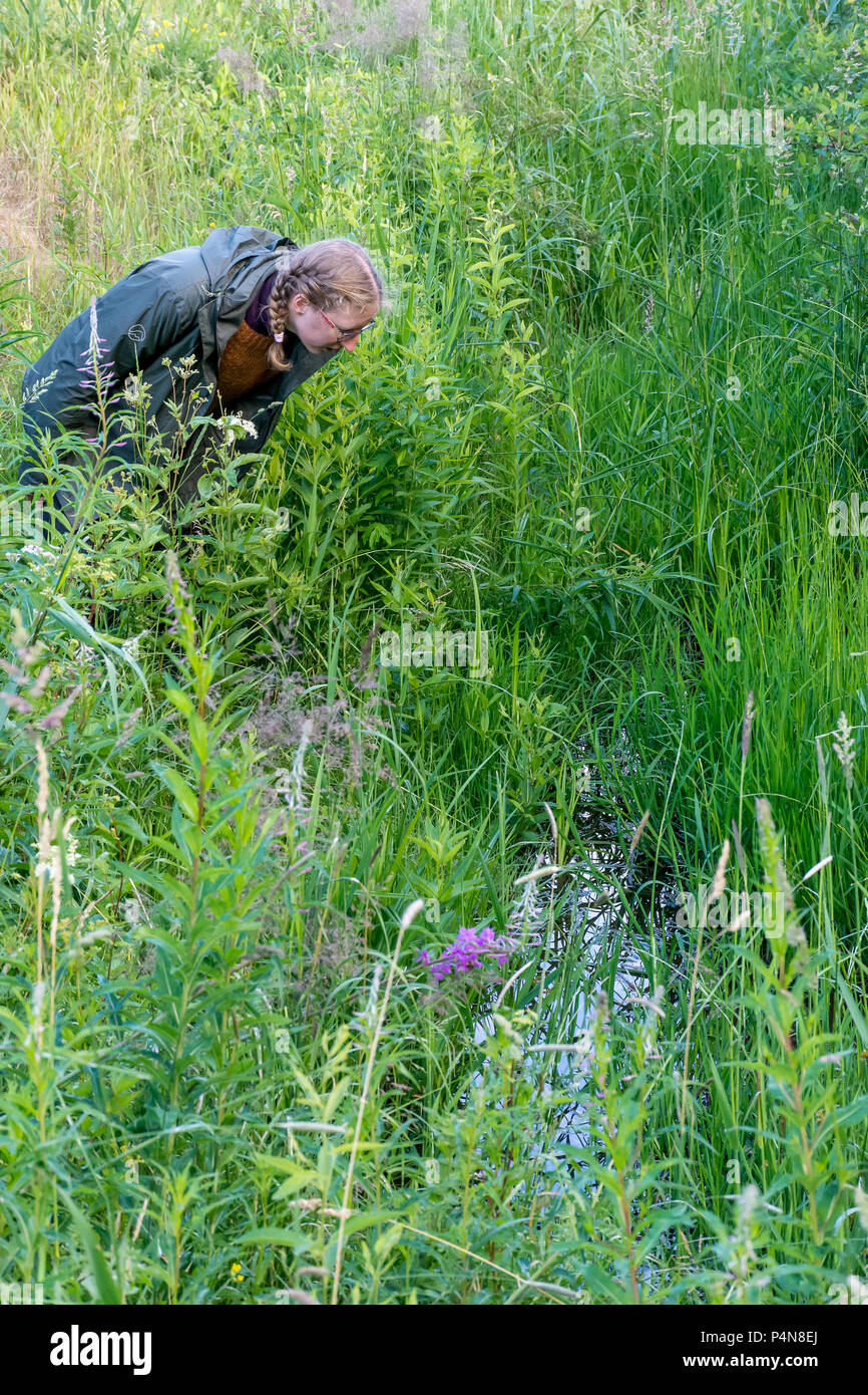Young woman (20-30years) with ponytails leaning through lush vegetation to look into a small stream searching for fish sea trout (Salmo trutta). Stock Photo