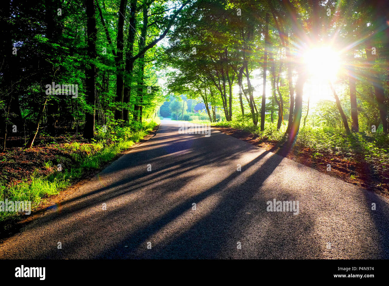 An English country lane in summer time with a curve to the left, green lush trees on each side the sun is low and shining through the trees casting lo Stock Photo