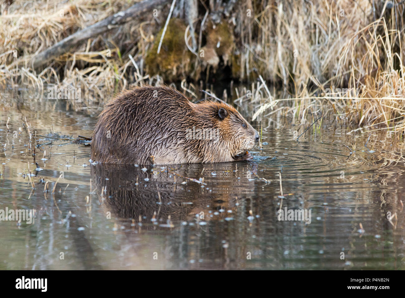 a Juvenile beaver in the shallow pond eating roots Stock Photo