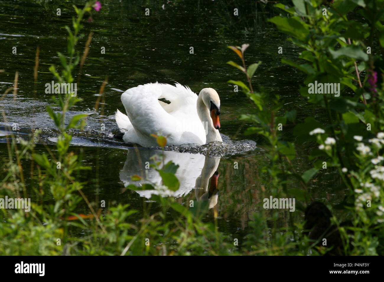 Male swan swimming to defend his area Stock Photo
