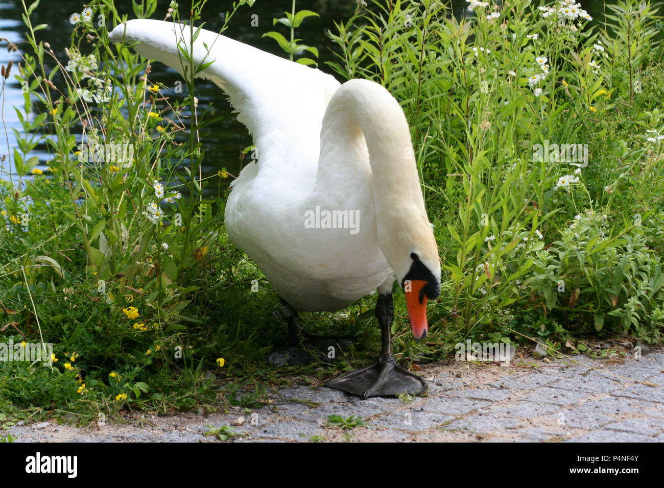 Male swan walking strongly Stock Photo