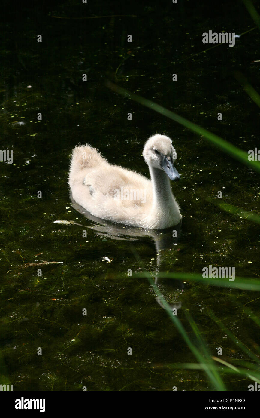 Little swan chicks searching for food Stock Photo