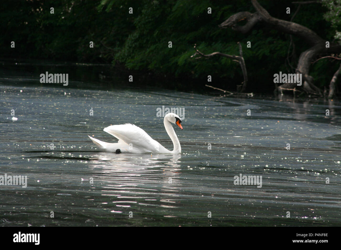 swan female Stock Photo