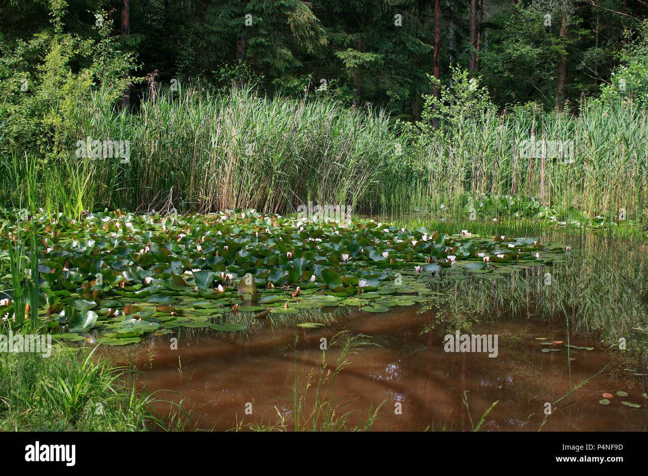 beautiful pond in Germany with water lilies Stock Photo