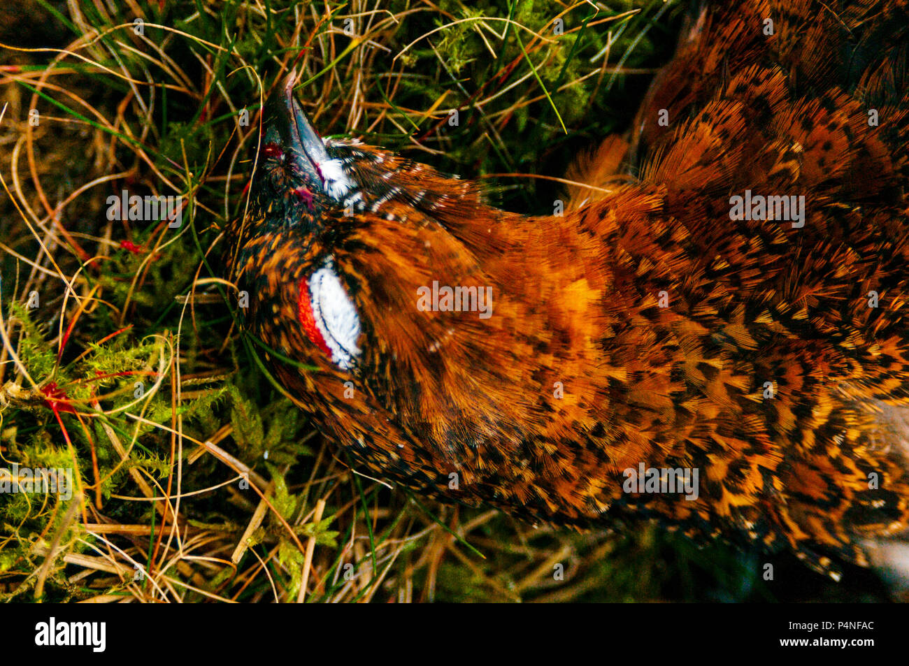 North Yorkshire, Engalnd, UK | A Red Grouse (Lagopus lagopus scotica) that has been shot during a driven grouse shoot on North Yorkshire moorland Stock Photo
