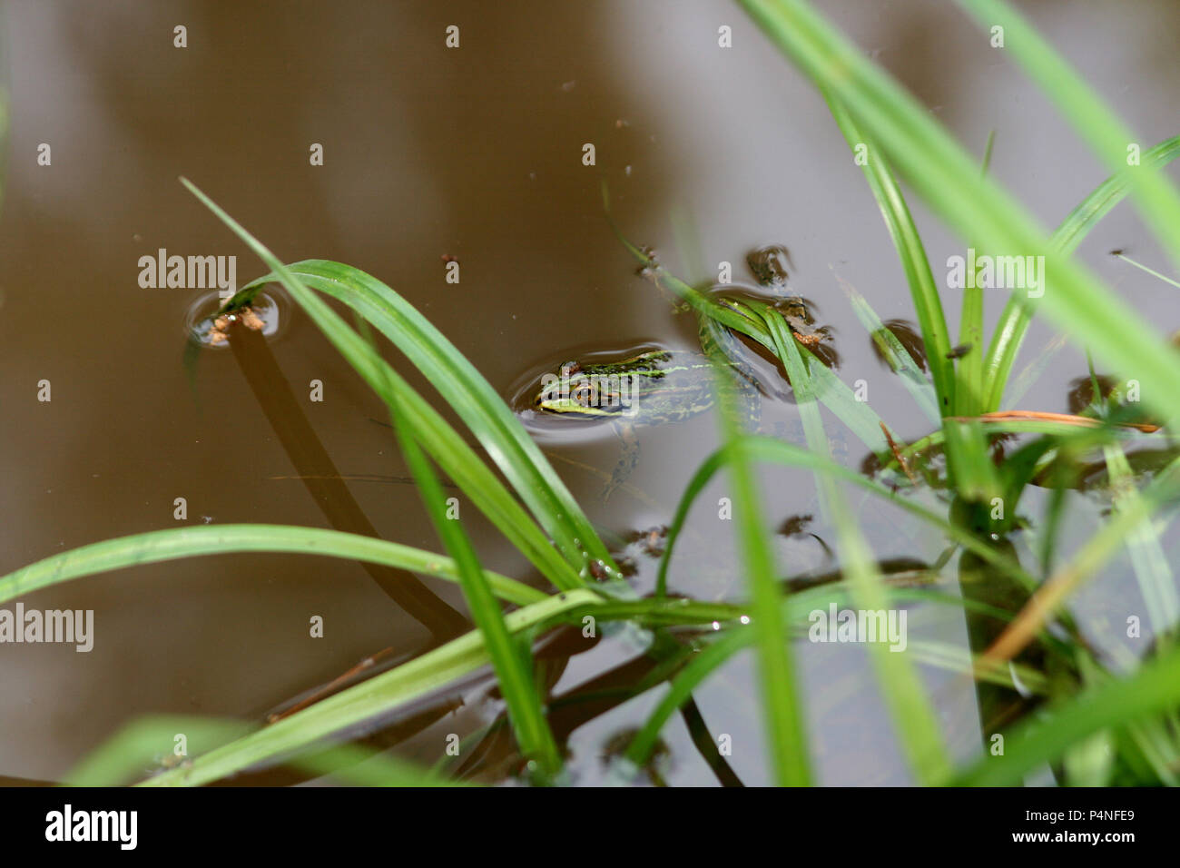 grass fog in Germany Stock Photo Alamy