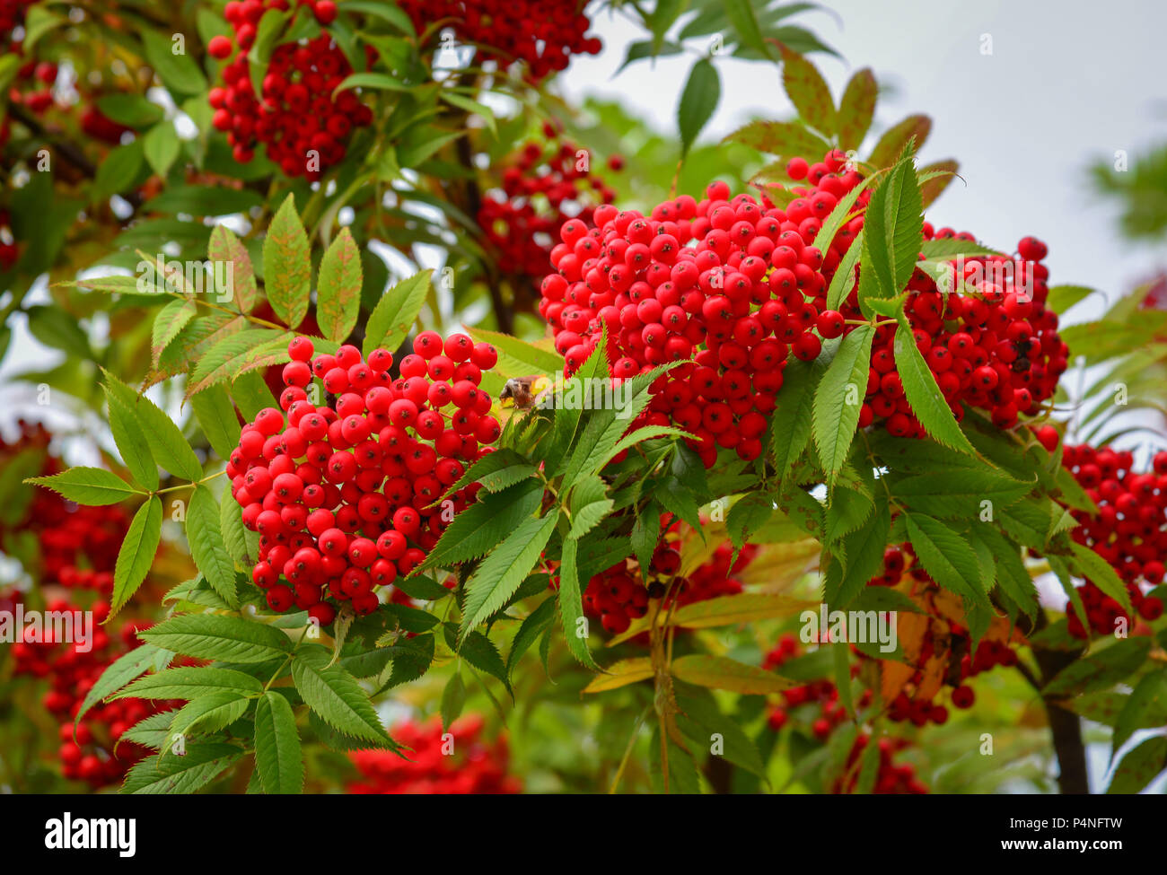 Red Berry Fruit Tree