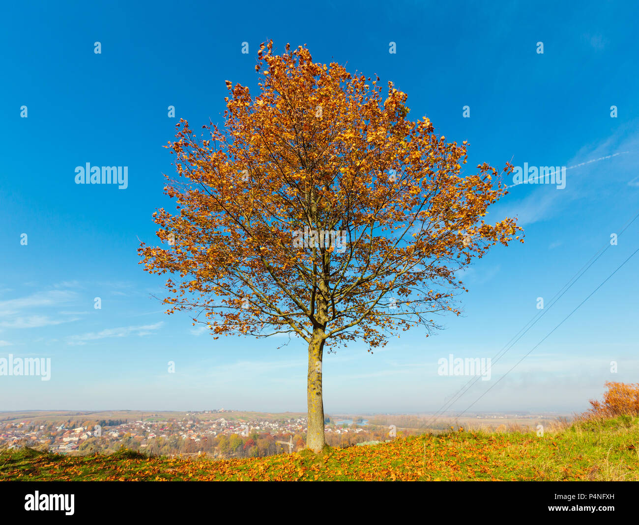 Lonely autumn maple tree on hill top on blue sky background Stock Photo ...