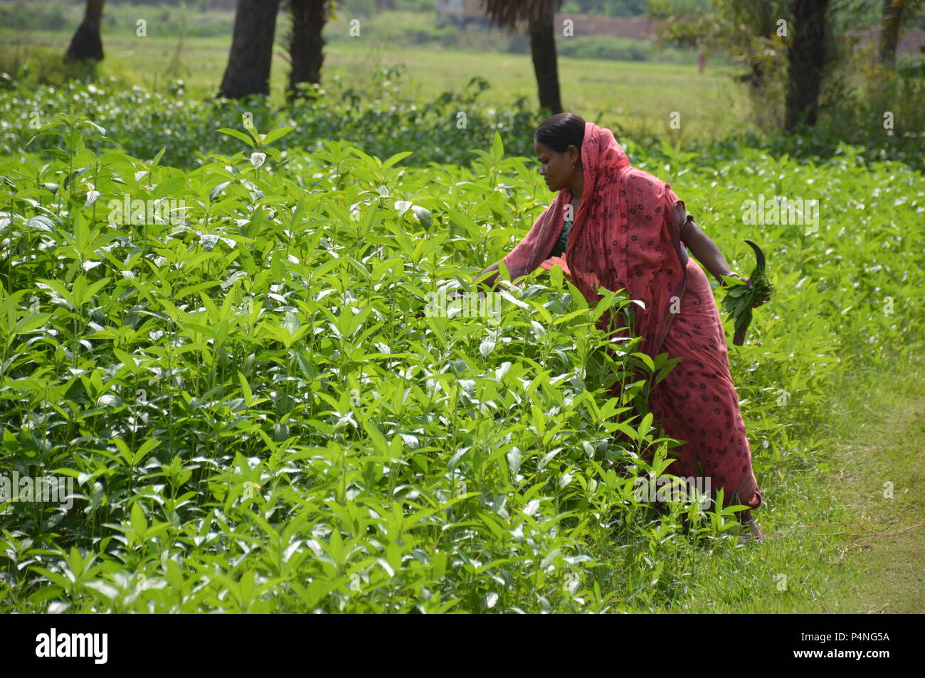 A Bengali Hindu woman picking jute leaves to make vegetable dish for