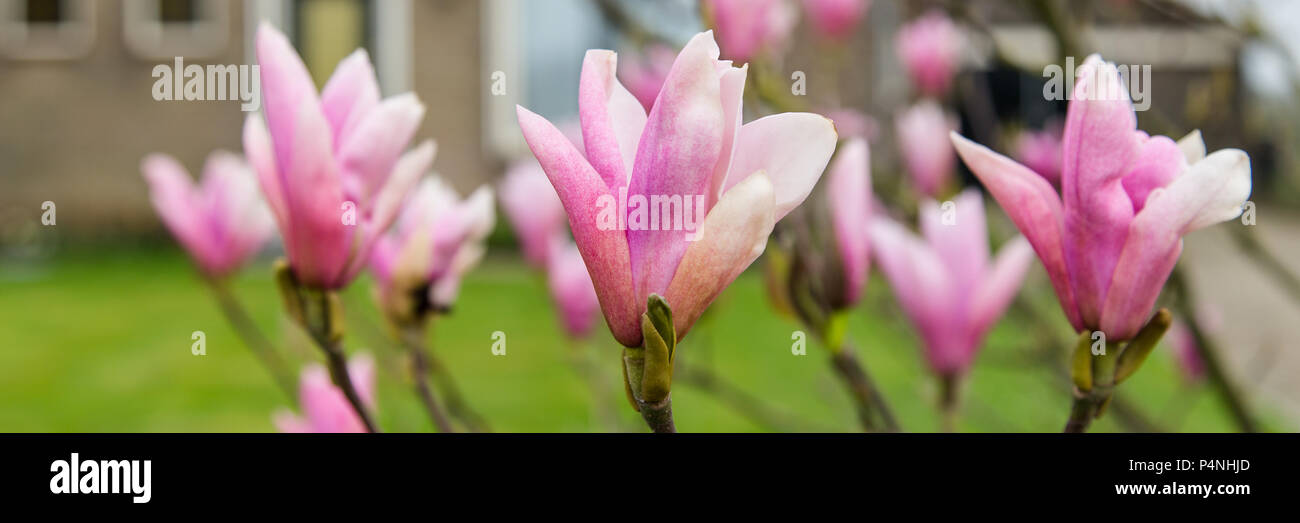Tulip poplar tree flower hi-res stock photography and images - Alamy